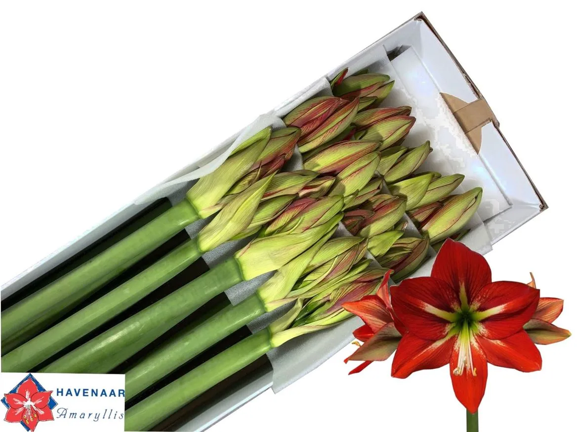 Amarylis Passion • 75 cm