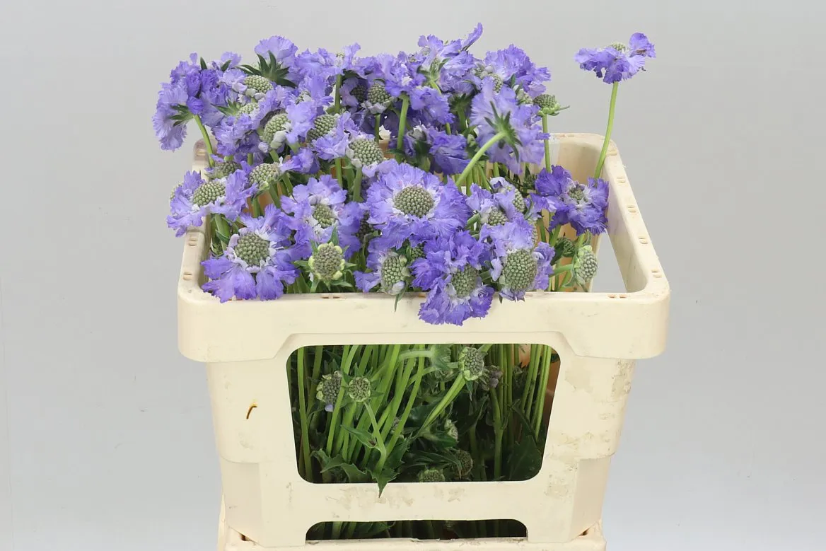 Scabiosa C Staefa • 60 cm