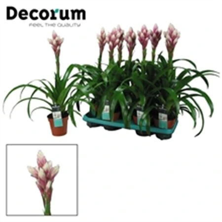 Guzmania Candy • črepník 13 cm