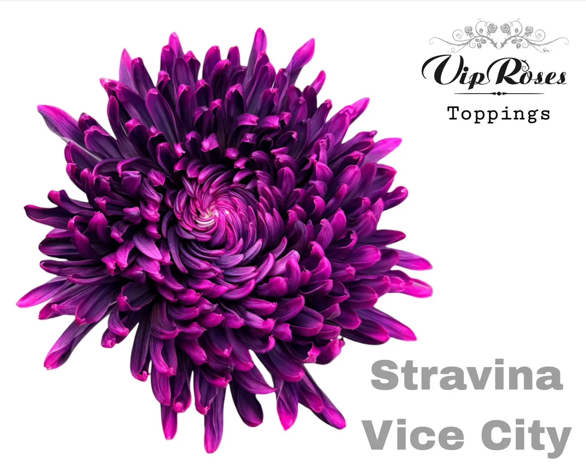 Chryzantéma veľkokvetá Stravina Vice City • 65 cm