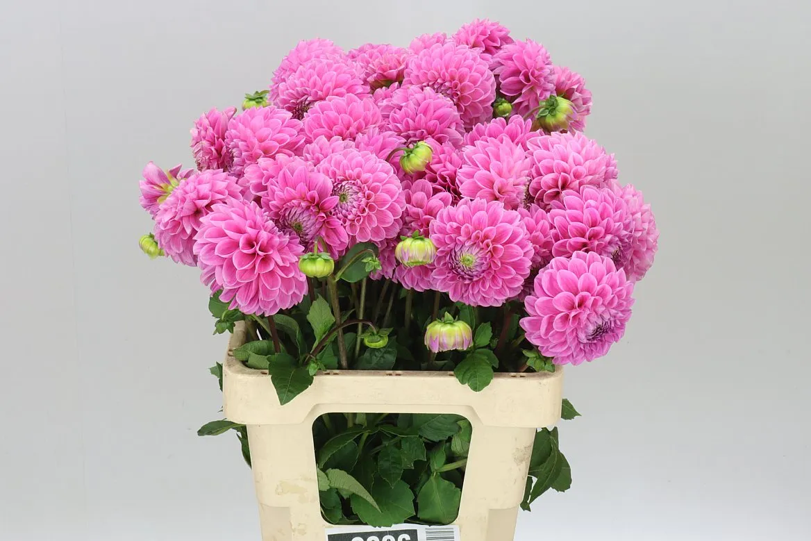 Dahlia Sweet Fabienne • 55 cm