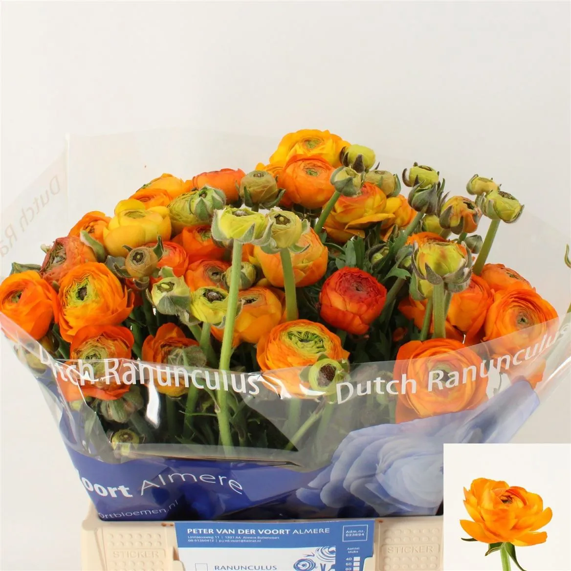 Iskerník Aazur Orange • 40 cm