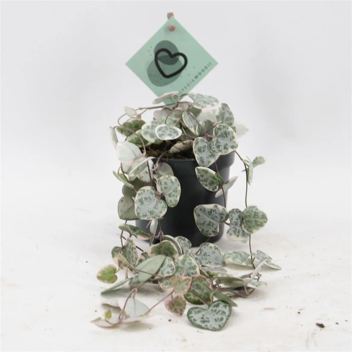 Ceropegia Woodii Variegata • črepník 8,5 cm