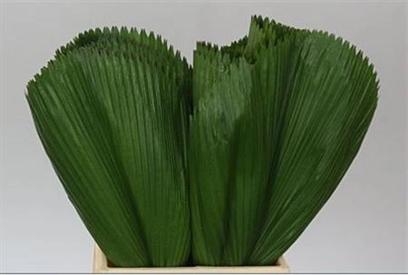Licuala • 50 cm