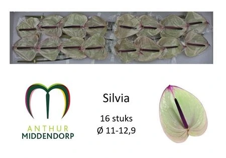 Antúrium Silvia