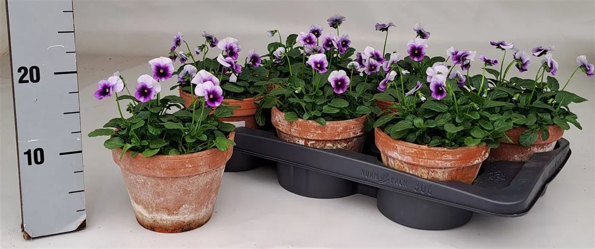 Viola Cornuta Purple Wing Stenen Pot • črepník 15 cm