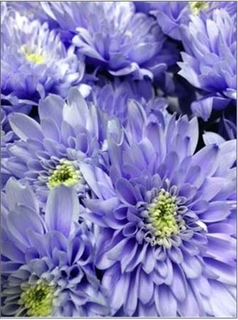 Chryzantéma trsová Euro Lilac • 70 cm