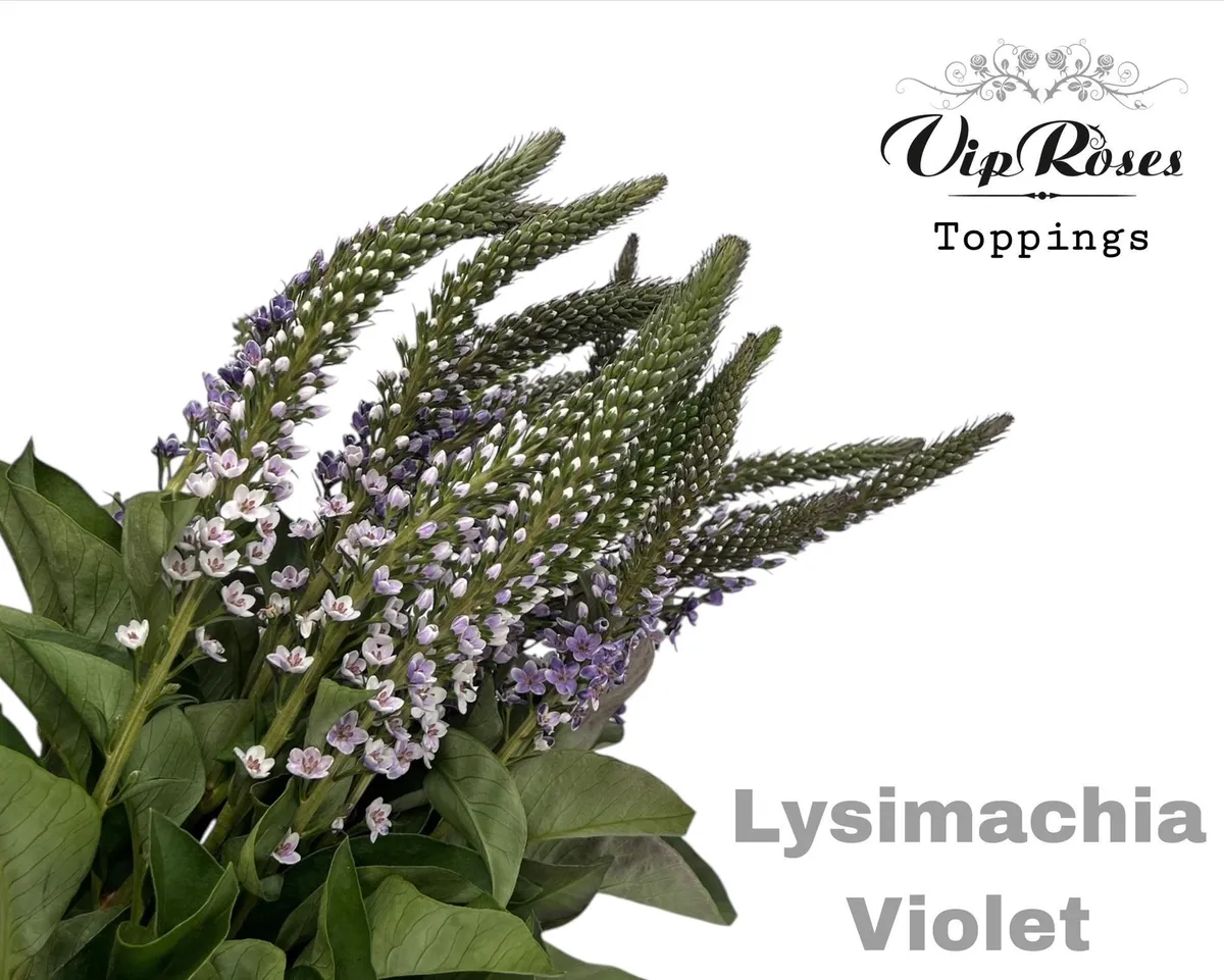 Lysimachia Violet • 70 cm