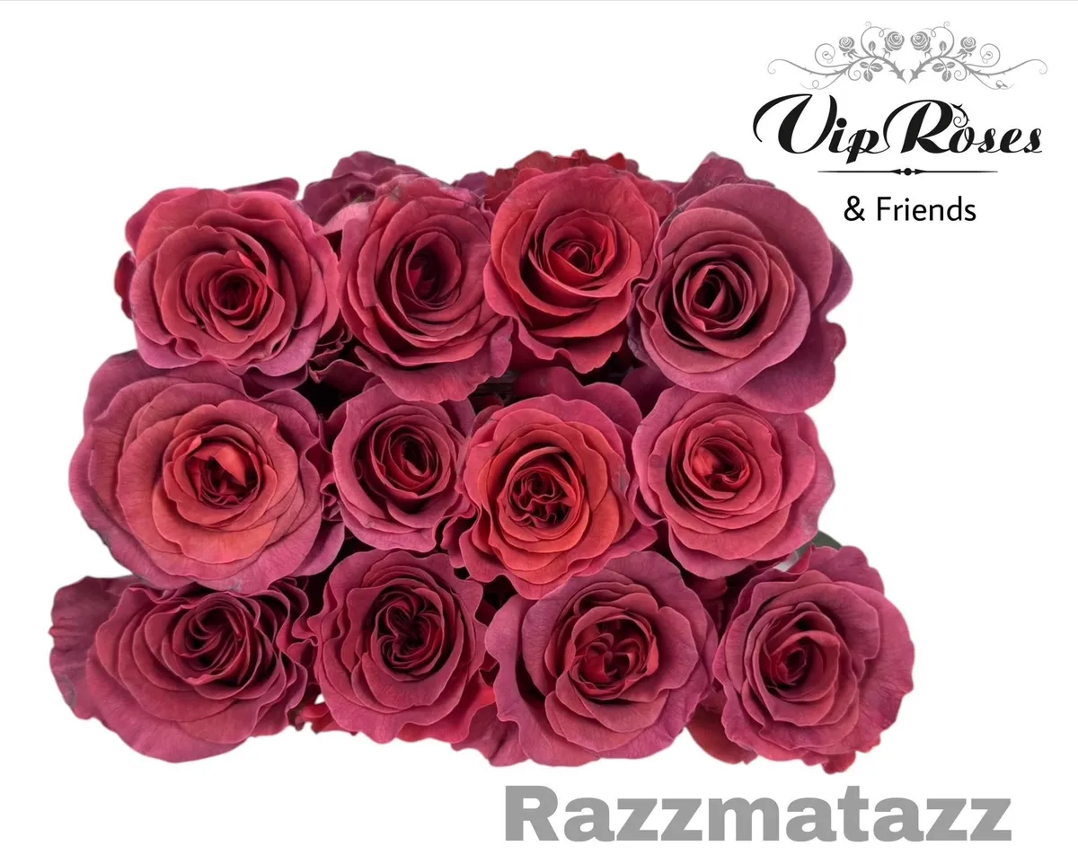 R Gr Razzmatazz Ec • 60 cm
