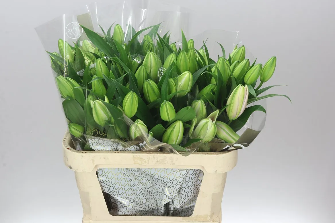 Ľalia orientálna Double Dutch Fluoriet • 80 cm