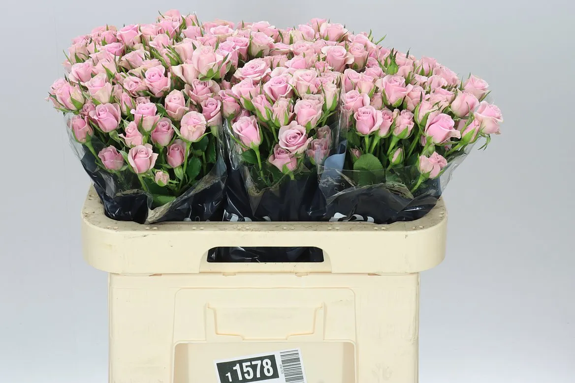 Rosa Tr Leila • 60 cm