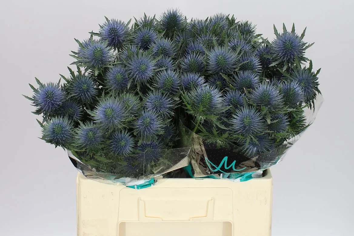 Eryngium Magnet • 60 cm