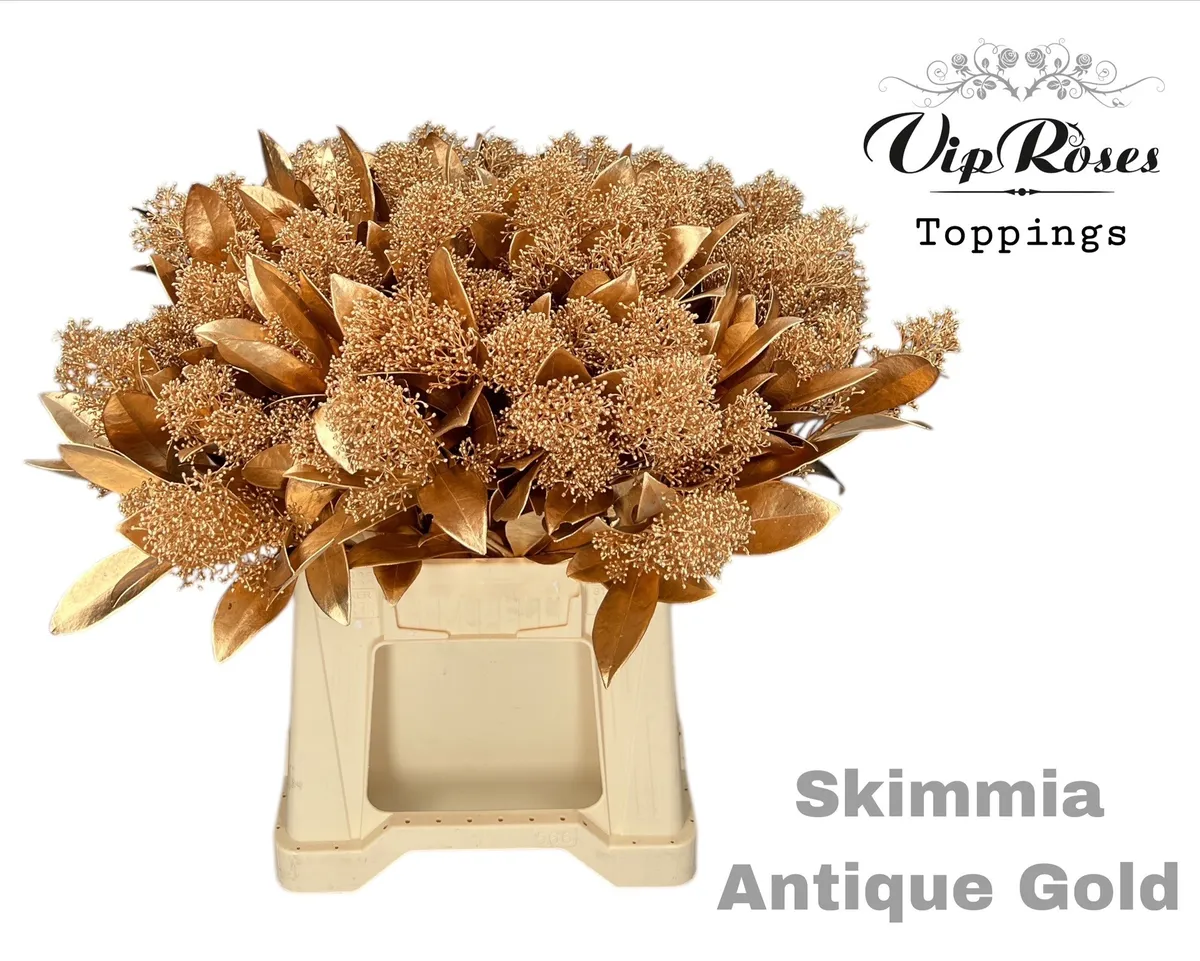 Skimmia Antique Gold • 45 cm