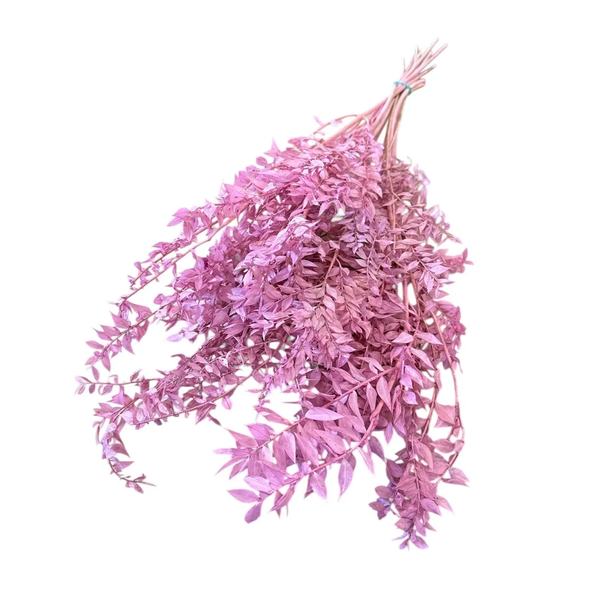 Sušený ruscus ružový 65 cm, 110 g
