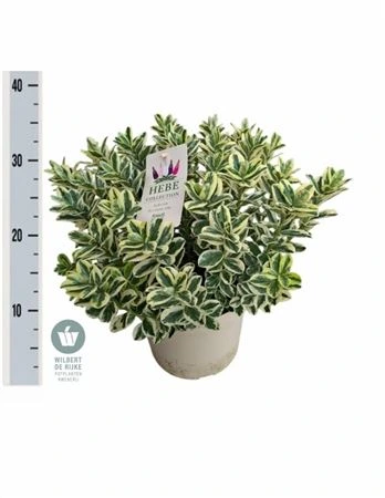 Hebe Addenda Katrina • črepník 23 cm
