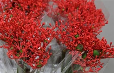 Jatropha Firecracker • 35 cm