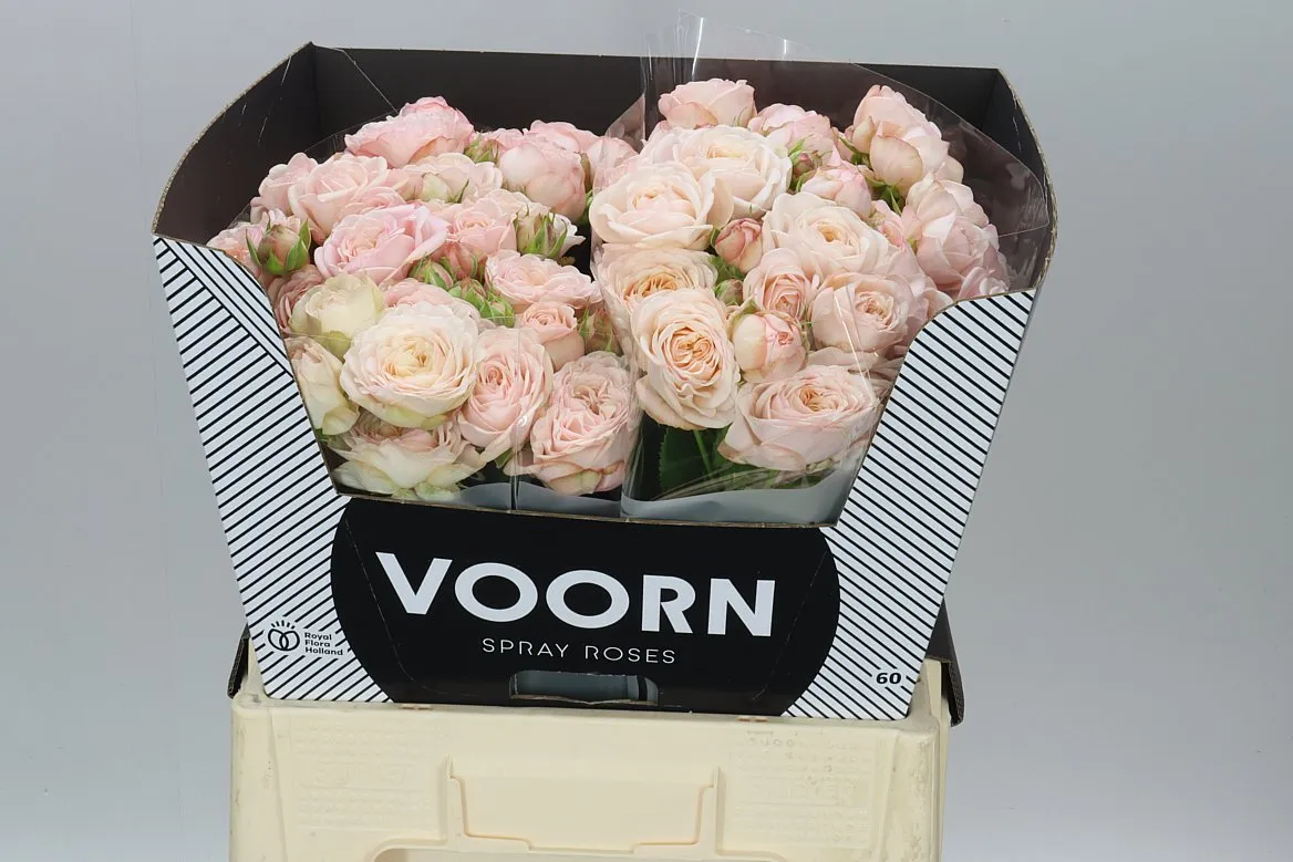 Rosa Tr Britney • 60 cm