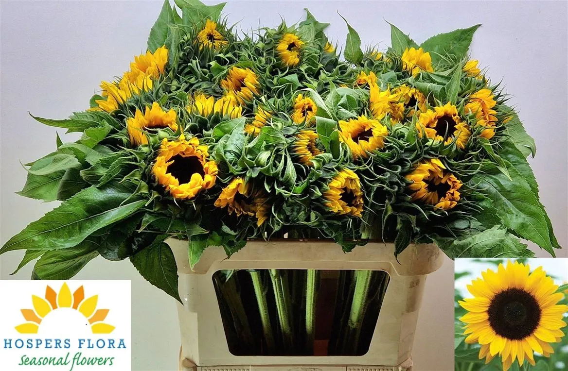 Slnečnica Sun Orange • 80 cm