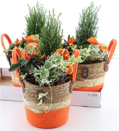 Arr Tuinplanten In Touwmand Met Oren • črepník 21 cm