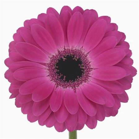 Gerbera Rich • 45 cm