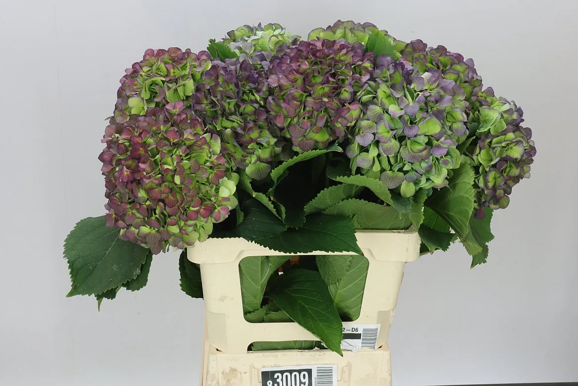 Hortenzia Verena Blue Classic • 60 cm