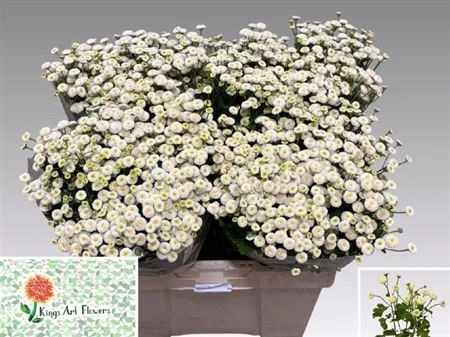 Tanacetum Rio • 57 cm