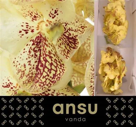 Orchidea Vanda Su Yel Henna • 20 cm