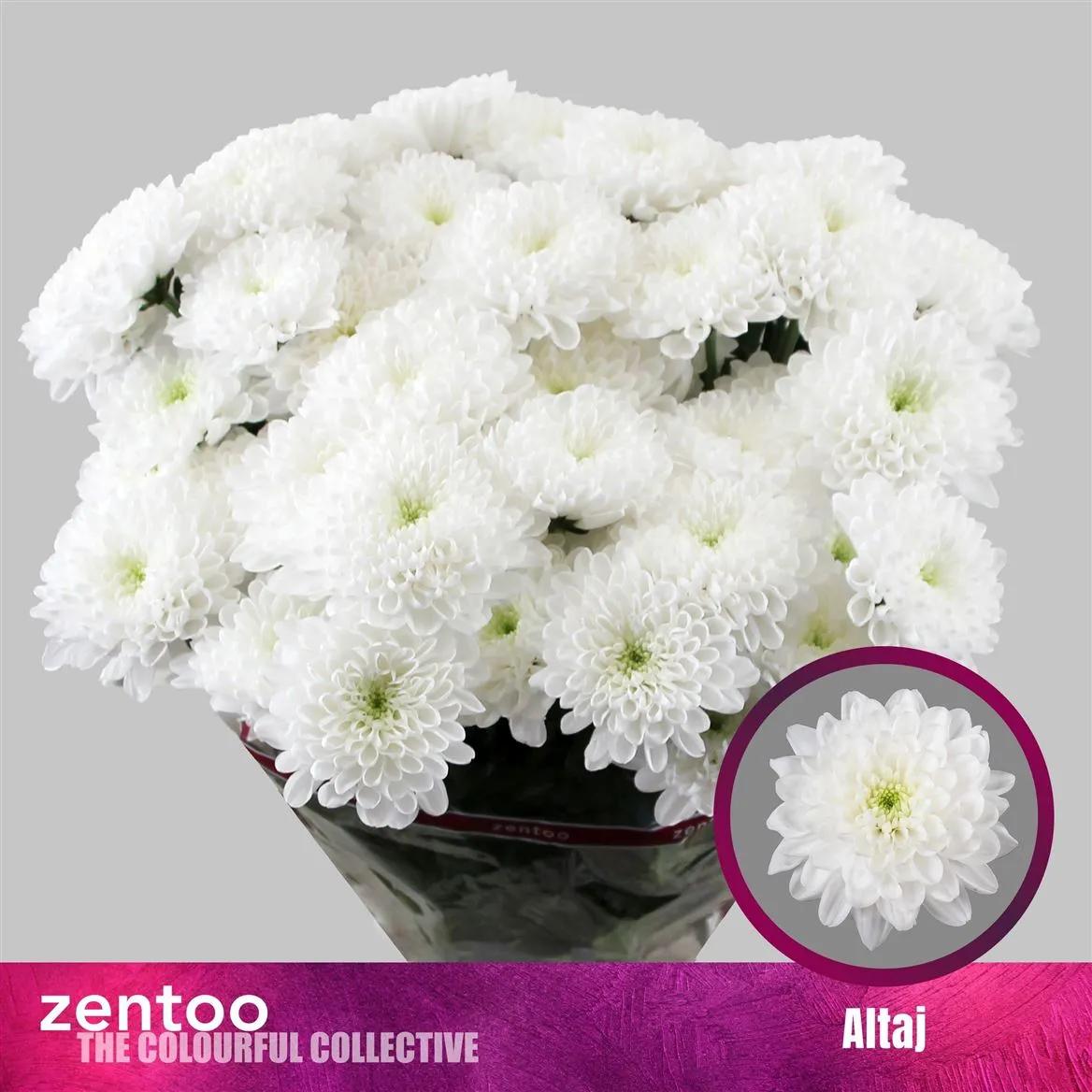 Chr T Altay • 70 cm