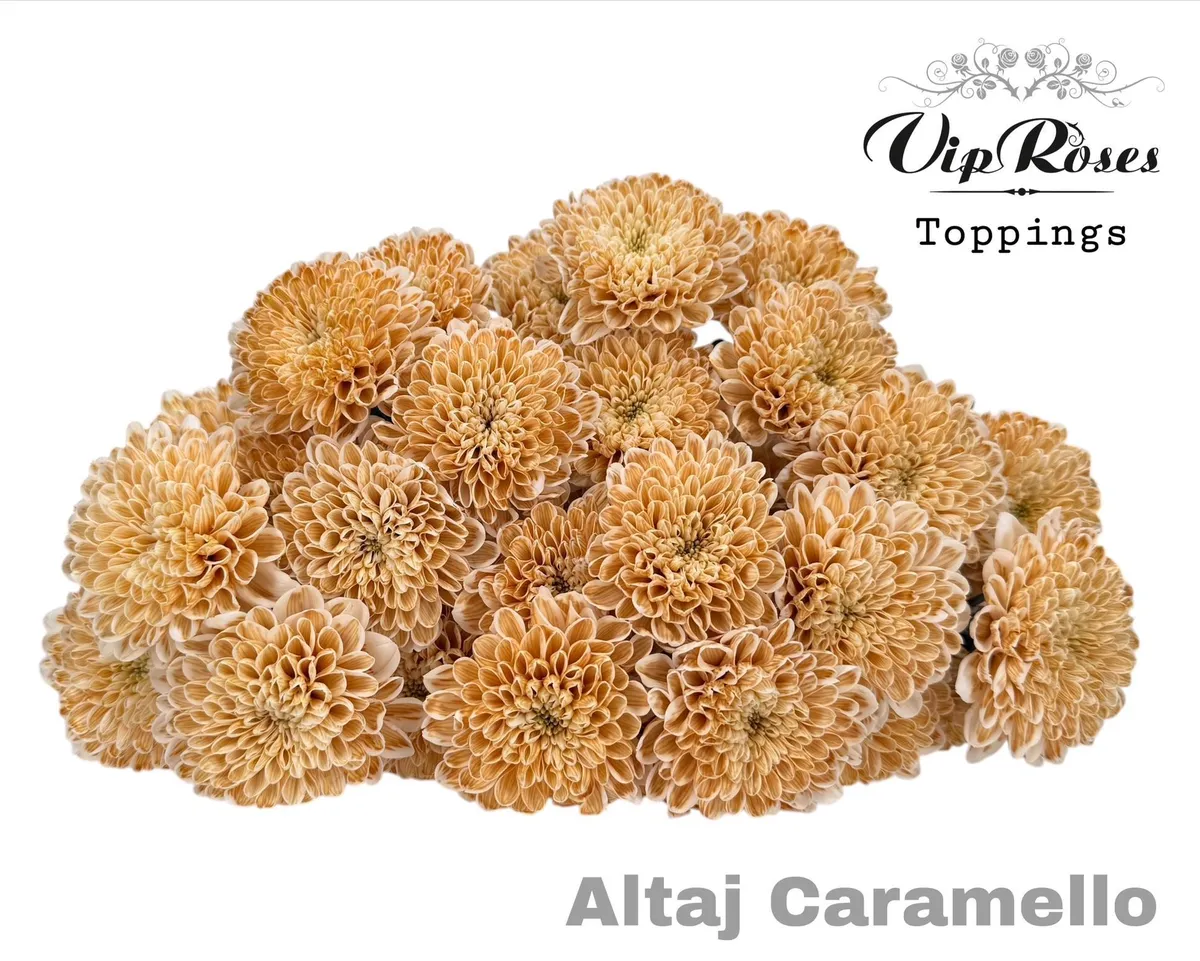 Chryzantéma trsová Altaj Caramello • 65 cm