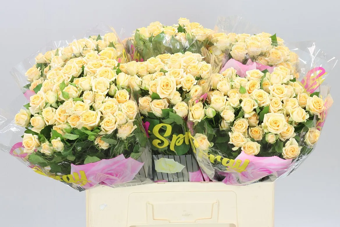 Rosa Tr Trinity • 60 cm