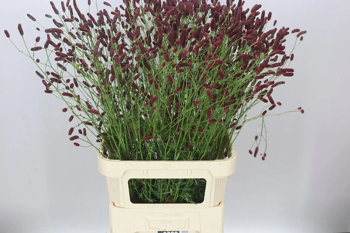 Sanguisorba Off Arnhem • 100 cm