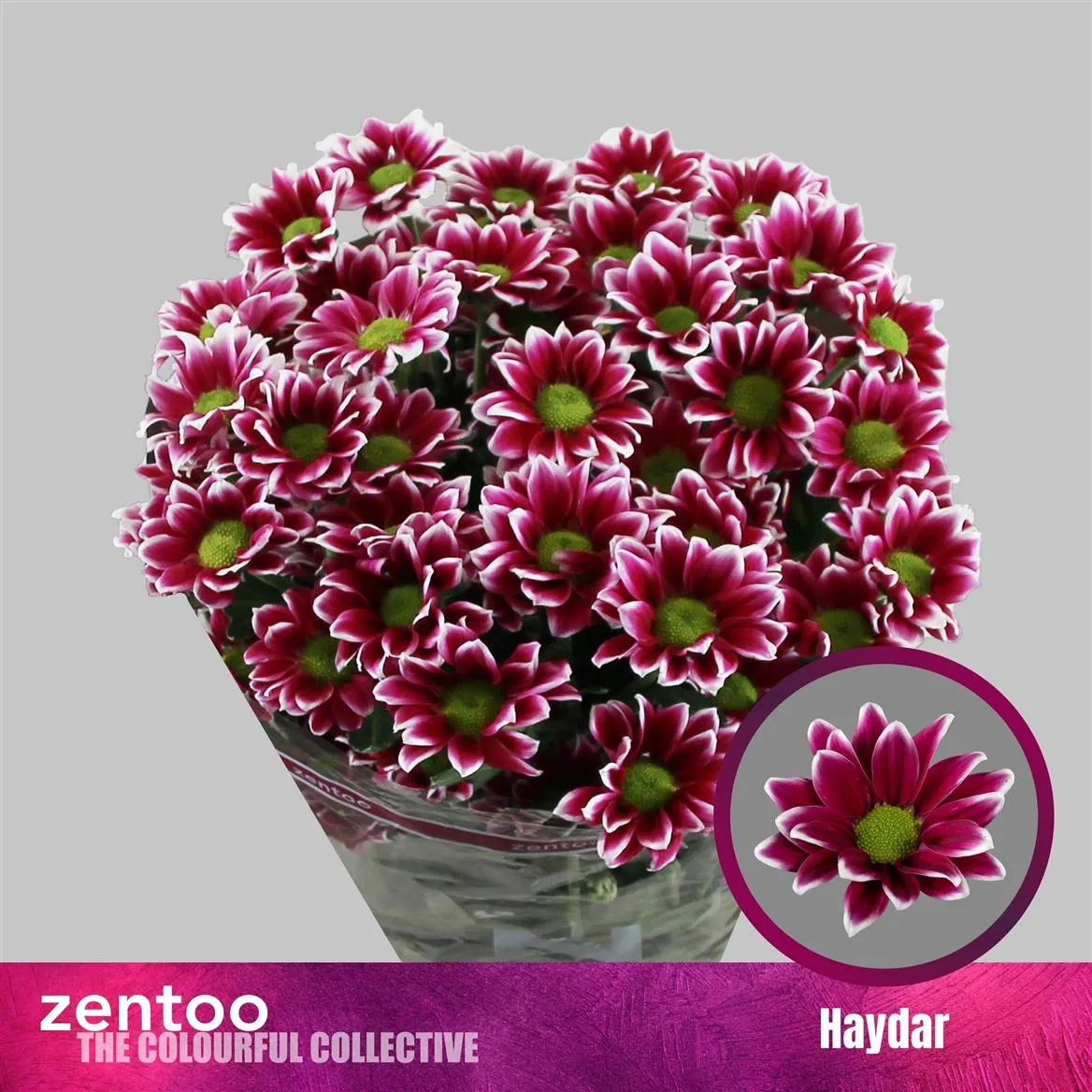 Chryzantéma trsová Haydar • 70 cm