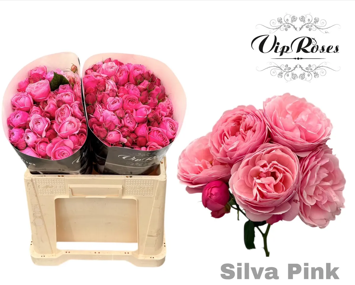 R Tr Silva Pink+ Vip • 40 cm