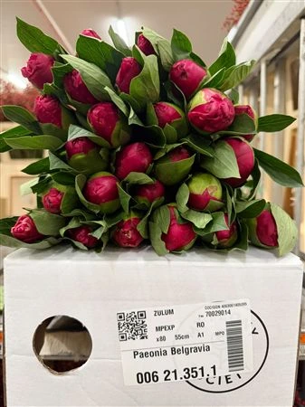 Pivonka Belgravia • 55 cm