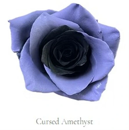 Ruža farbená Cursed Amethyst, Ekvádor • 50 cm