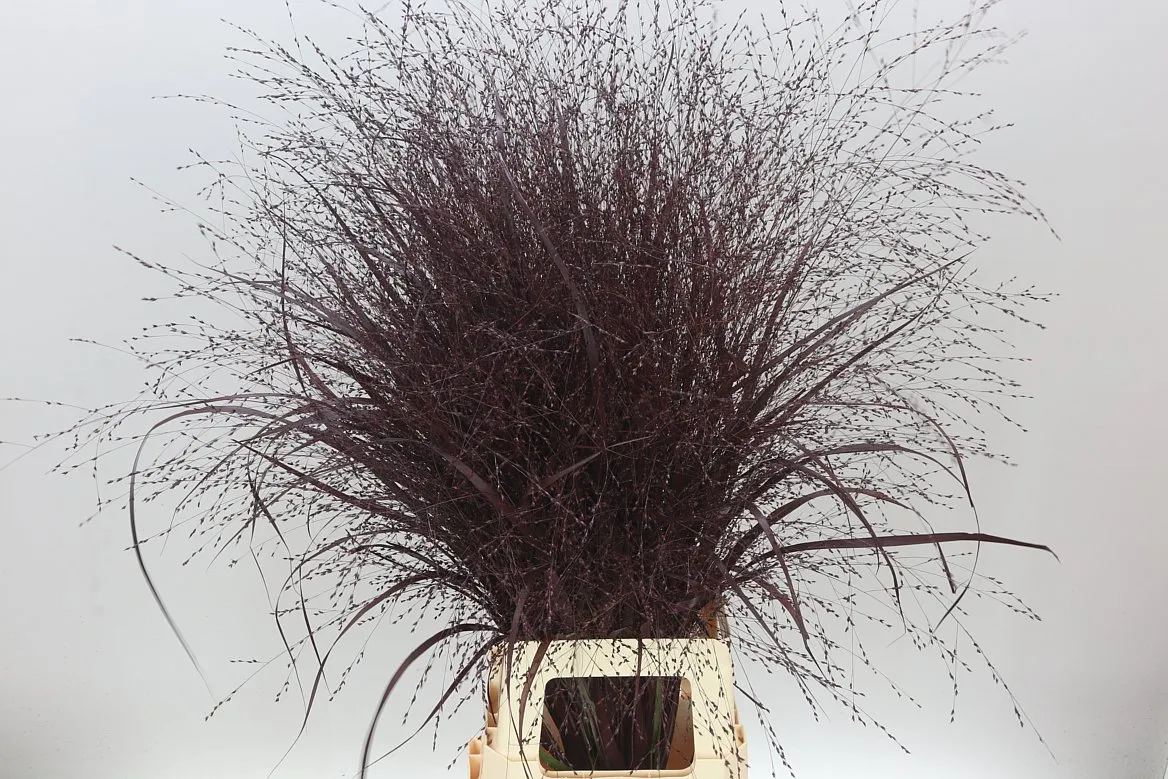 Panicum Painted Aubergine • 95 cm