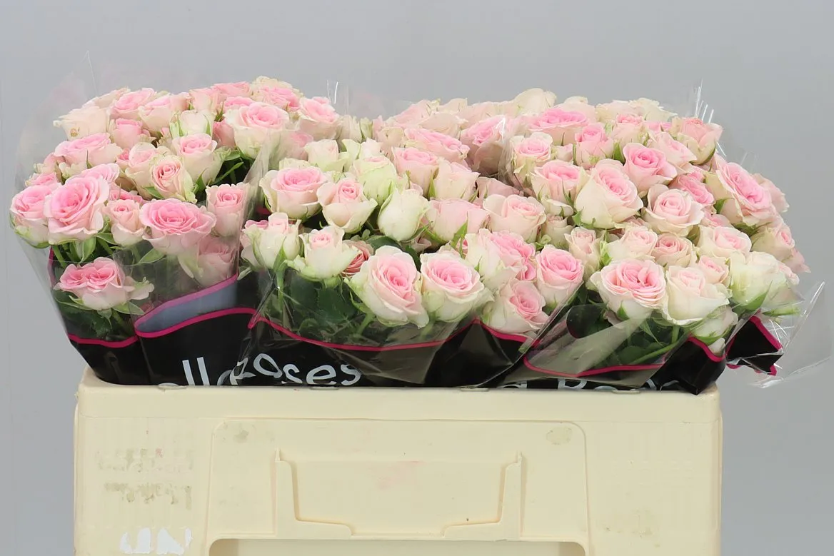 Rosa Tr Good Mood • 50 cm
