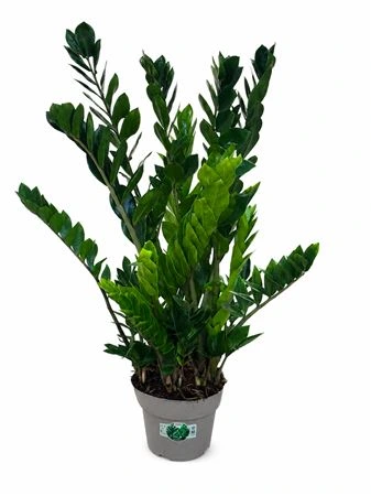 Zamiokulkas 10+ • črepník 21 cm