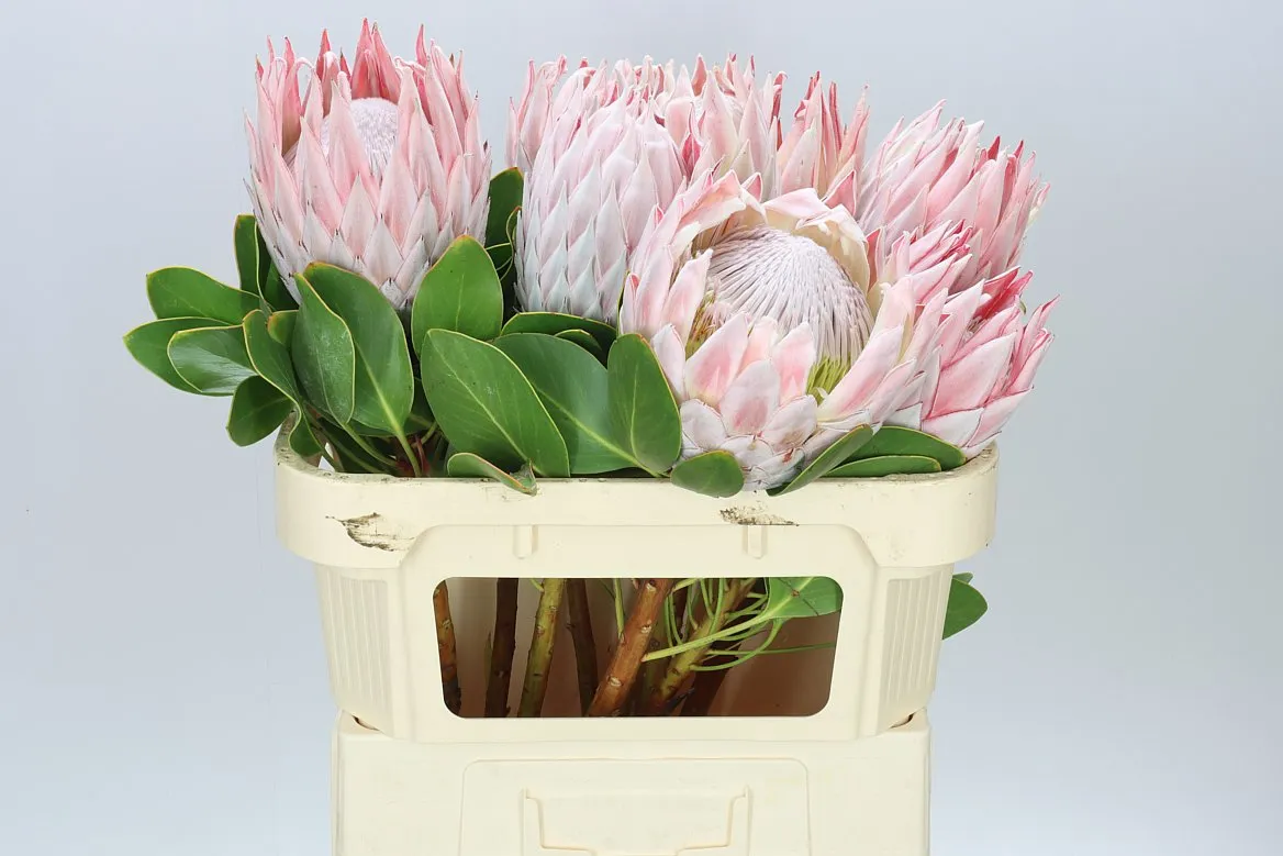 Protea Cynaroides • 70 cm