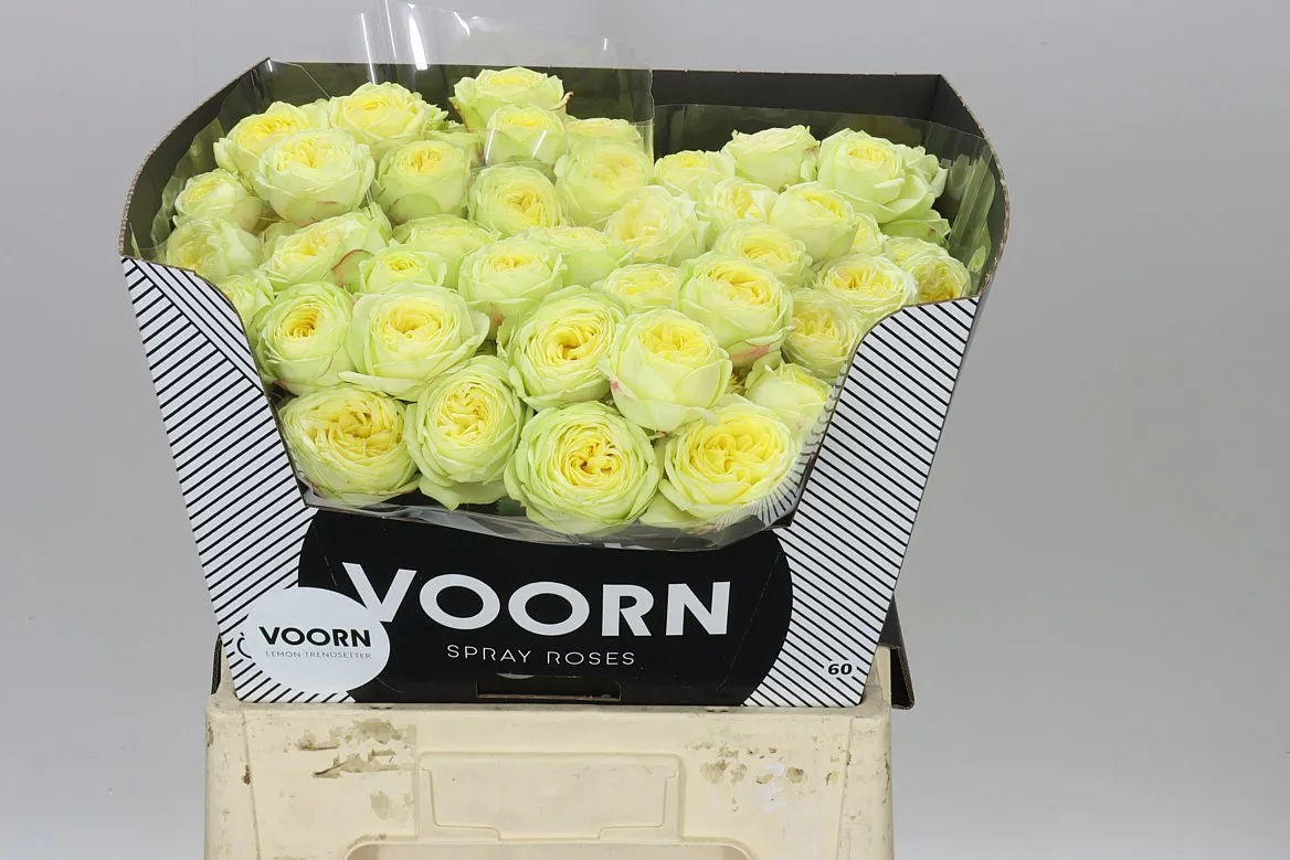 Rosa Tr Lem Trendsetter • 60 cm