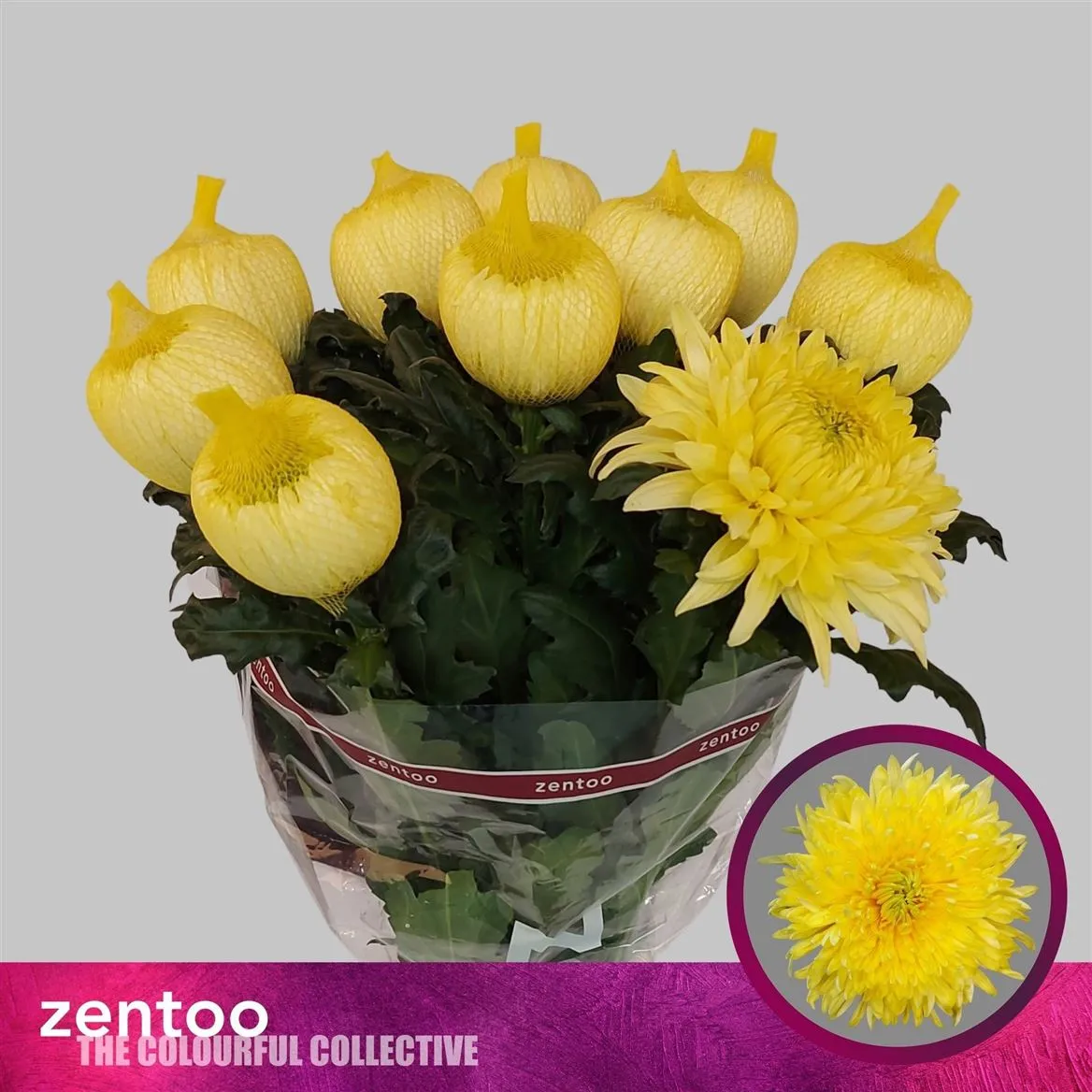 Chryzantéma veľkokvetá Magnum Yellow • 70 cm