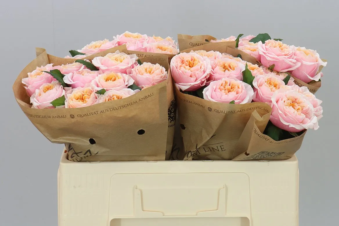 Rosa Gar Notting Hill • 50 cm