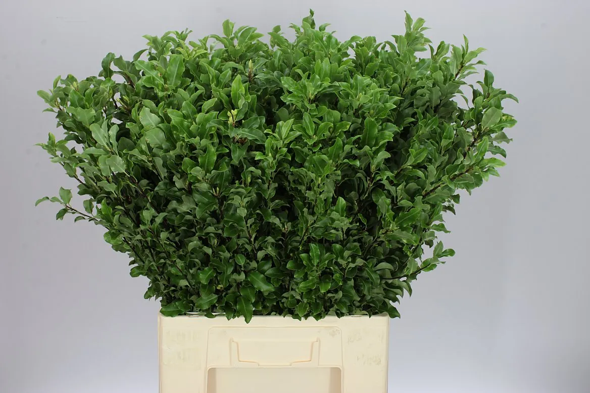 Pittosporum Fine Green Long • 70 cm