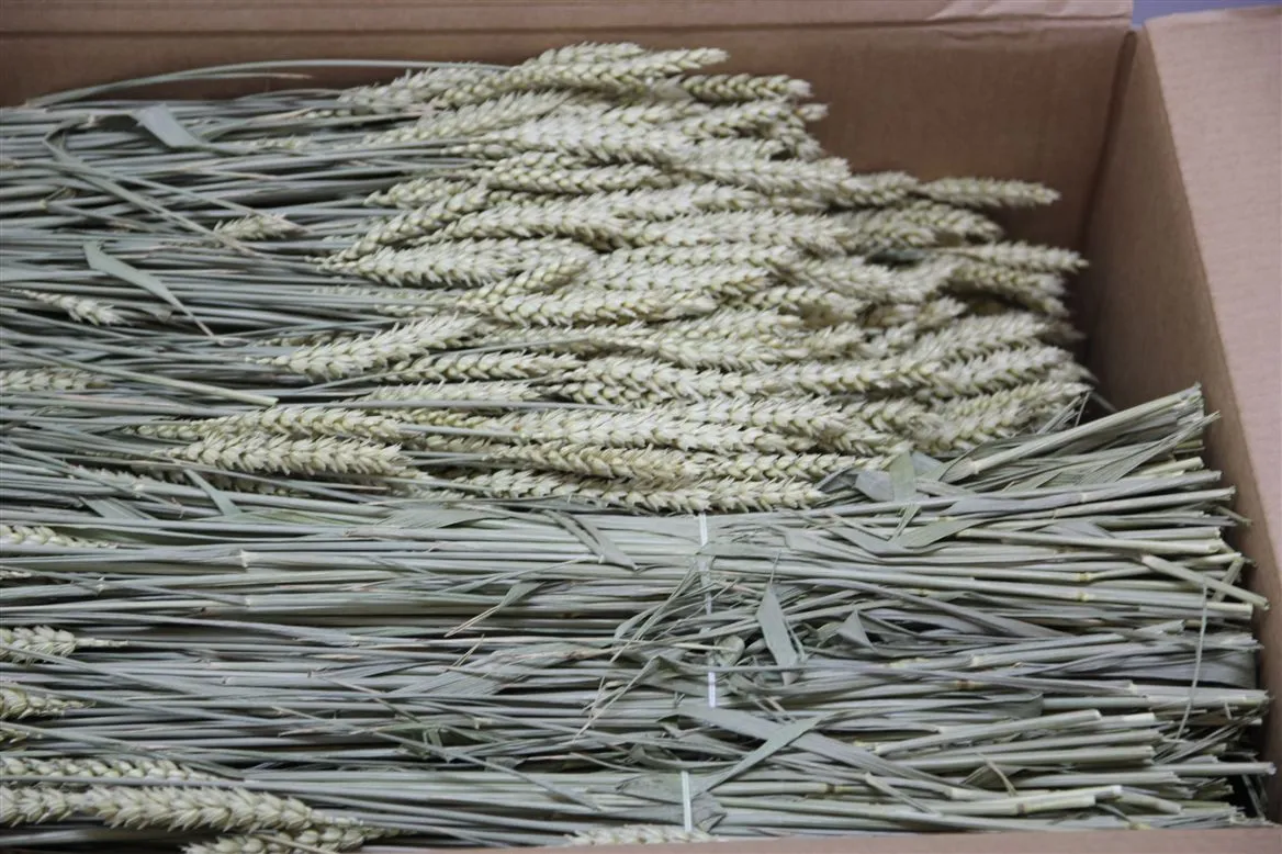 Wheat Naturel, sušené