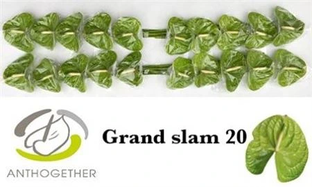 Antúrium Grand Slam