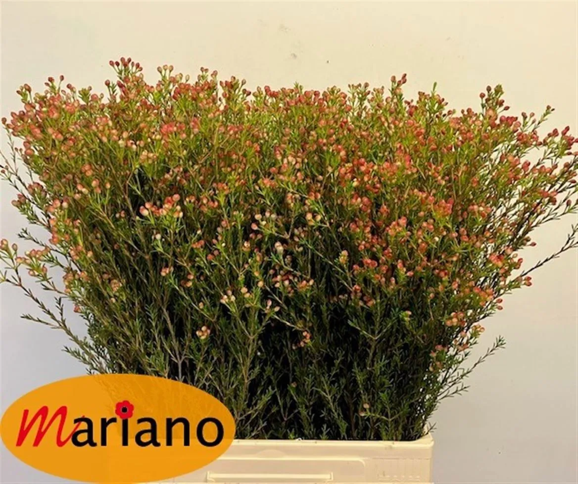 Voskovka Blondie (buds) • 70 cm