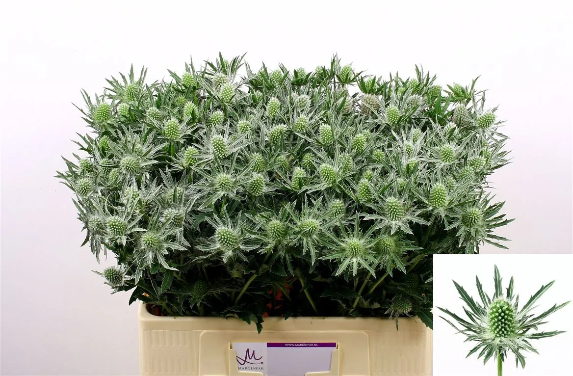 Eryngium Sirius • 60 cm