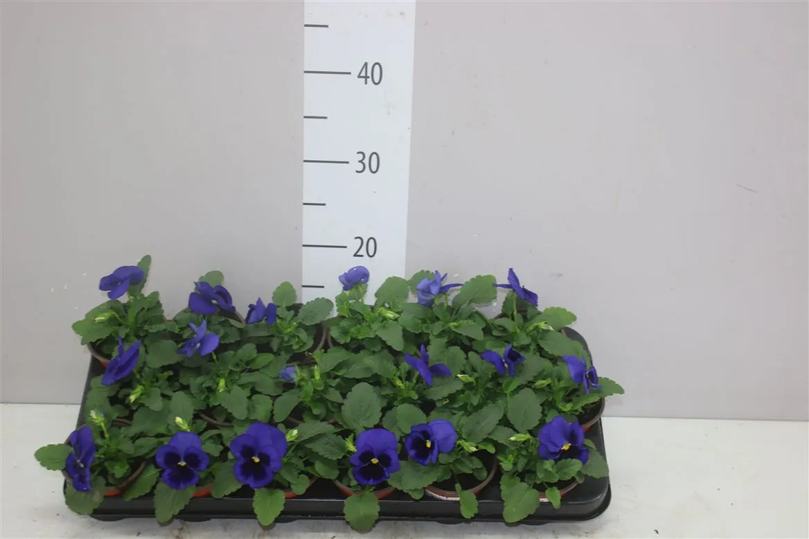 Viola Wi Delta Blue With Blotch • črepník 9 cm