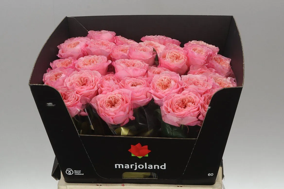 Ruža záhradná Mayfield! • 60 cm