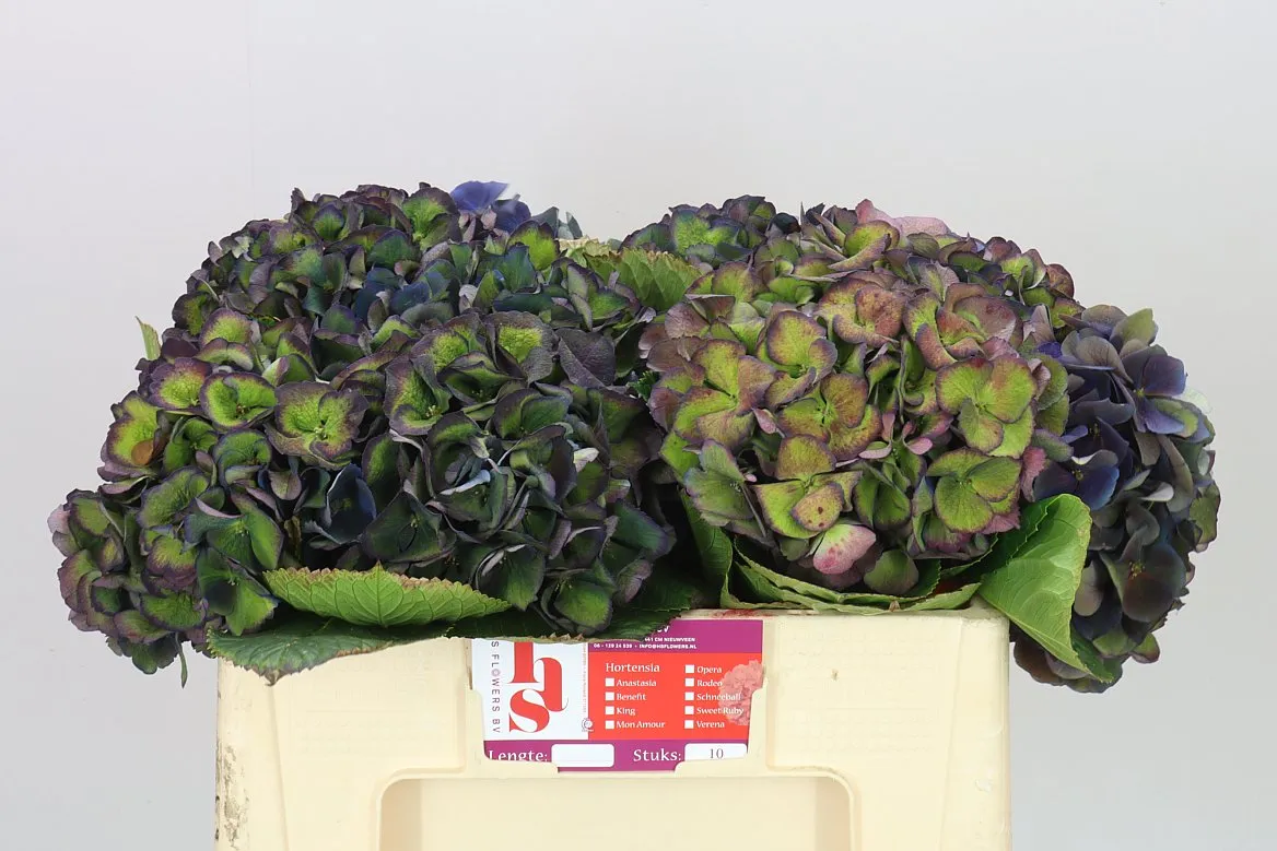 Hydrangea King Classic • 50 cm